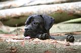 CANE CORSO 994